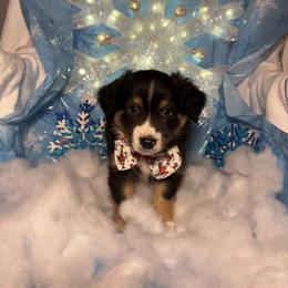 Comet - Black tri male Miniature Australian Shepherd puppy in Corbin, Kentucky from Lightning K Kanine’s
