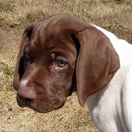 German Shorthaired Pointers from Shining Star GSP LLC