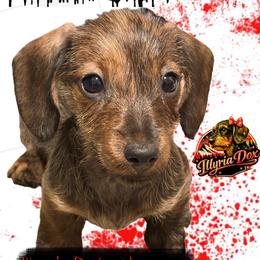 Rocky horror - Dachshund