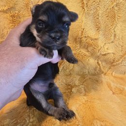Kegan - Black and tan male Yorkshire Terrier puppy in Clermont, Florida from Bella's Prissy Butts