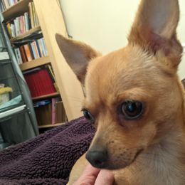 Pricilla - Chihuahua