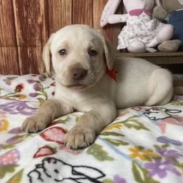 Rocco - Yellow male Labrador Retriever puppy in Newmanstown, Pennsylvania from Royalty Retrievers