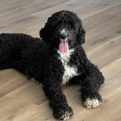 Double Doodles from Silvia's Doodles