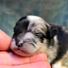 Boy 1 - Blue merle male Pomeranian puppy in Davenport, Washington from Lovely Ladies and Little Asses Miniature Equines (L3A Pomeranians & Papillons)