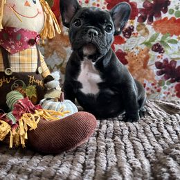 French Bulldog Puppies from Scarlet Sons Frenchies