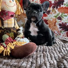 French Bulldog Puppies from Scarlet Sons Frenchies