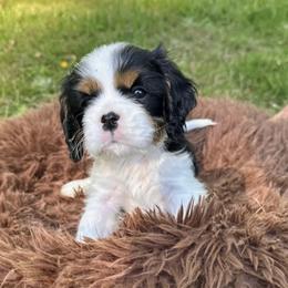 Cavalier King Charles Spaniels from Feray Valoir cavaliers