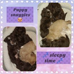 Havanese Puppies from Happy Havi Tails