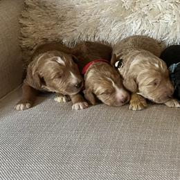 Assorted Doodle Crosses, Goldendoodle, and Poodle Puppies from Kava Kennels