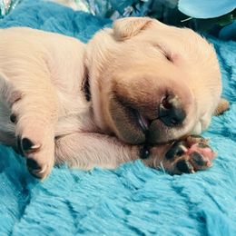 Golden Retriever Puppies from English Cream Goldens in Georgia