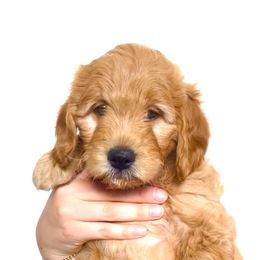 "Bill" Goldendoodle Puppies from Indy Goldendoodles