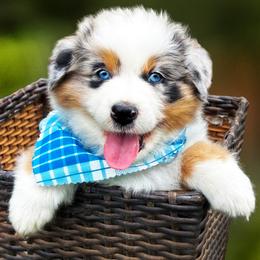 Sweet Baby Hank - Blue merle male Australian Shepherd puppy in Paola, Kansas from Tiz Ranch
