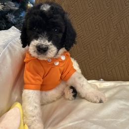 Benny - Parti male Poodle puppy in Mobile, Alabama from Semmy’s Standard Poodle LLC