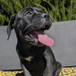 Girl 2 - Black brindle female Cane Corso puppy in Prescott Valley, Arizona from Willow’s Meadow