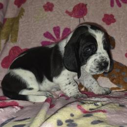 Red - Black and white female Basset Hound puppy in Russellville, Kentucky from Morse's Basset Hounds