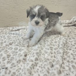 Lainy - Parti female Miniature Schnauzer puppy in Warrenville, South Carolina from All Paws Pet Resort