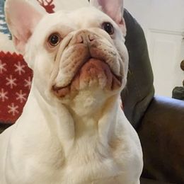 French Bulldogs from Whispering Hope Frenchies