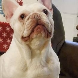 French Bulldogs from Whispering Hope Frenchies