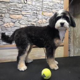 Rogue - Tri-color female Double Doodle puppy in Horseshoe Bend, Idaho from Over the Moon Poodles and Doodles