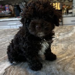 London - Chocolate female Yorkipoo puppy in from Pink Poodles and Doodles