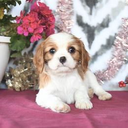 Bonnie - Blenheim female Cavalier King Charles Spaniel puppy in Sacramento, California from Blueberry Hill Cavaliers