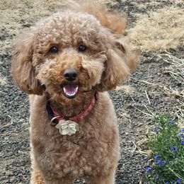 Margi - Goldendoodle
