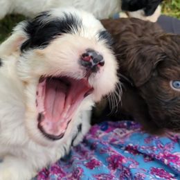Portuguese Water Dog Puppies from Autumn Branch Farm Portuguese Water Dogs