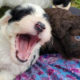 Portuguese Water Dog Puppies from Autumn Branch Farm Portuguese Water Dogs