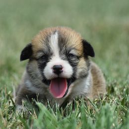 Red Female 3 - Red female Pembroke Welsh Corgi puppy in Kansas City, Missouri from Willow Creek Corgis