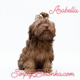 Russian Tsvetnaya Bolonka puppies from Simply Bolonka - A Russian Tsvetnaya Bolonka Kennel