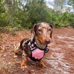 Dahlia - Dachshund