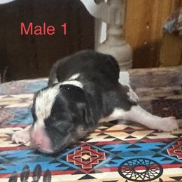 Pembroke Welsh Corgi Puppies from Flying Z ranch