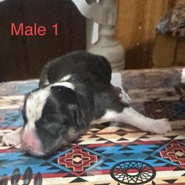 Pembroke Welsh Corgi Puppies from Flying Z ranch