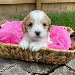 Cavapoo Puppies from Sharices Cavapoos
