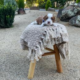 Bentley - Blenheim male Cavalier King Charles Spaniel puppy in Shingle Springs, California from California Spaniels