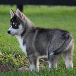 Siberian Husky Puppies from The Siberian Empire
