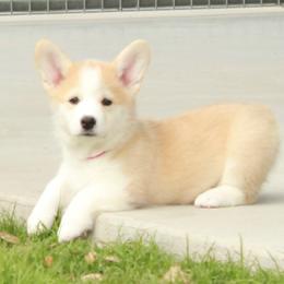Pink Collar Female - Red female Pembroke Welsh Corgi puppy in Victoria, Texas from Clear Creek Corgis