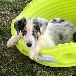 Reese - Blue merle male Border Collie puppy in Holden, Missouri from Spotted Feather Farm