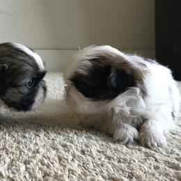 Shih Tzu Puppies from Willow Lane Shih Tzus