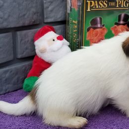 Russell Terrier Puppies from Hearthrob Haven