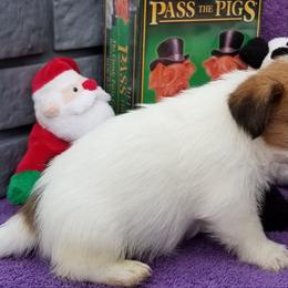 Russell Terrier Puppies from Hearthrob Haven