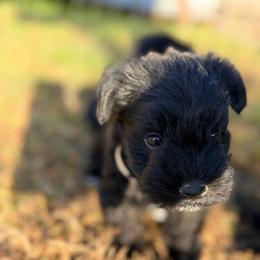 White - Black male Miniature Schnauzer puppy in Sparta, North Carolina from New River Miniature Schnauzers