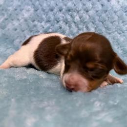 Toph - Piebald female Dachshund puppy in Jarales, New Mexico from Poker Paws Dachshunds