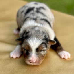 Charlotte - Blue merle female Australian Shepherd puppy in Beaverdam, Virginia from Cimmarun Farm Aussies