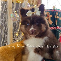 Buckle-Rory - Red and white female Siberian Husky puppy in Addison, Michigan from Gray Run Siberian Huskies