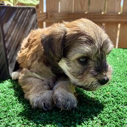 Poseidon - Wheaten male Miniature Schnauzer puppy in Menifee, California from Moonshine’s Minis
