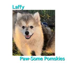 Laffy - Silver female Pomsky puppy in Krum, Texas from Paw-Some Pomskies