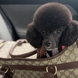 Poodles and Shih Tzus from Creekside Pet Company