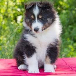 Shetland Sheepdogs from DaZee Shelties