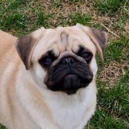 Inara - Pug